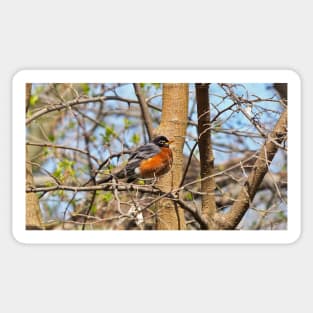 American Robin In A Tree Sticker